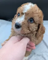 Nathan 🩶, a male Cavapoo for sale in Meta, MO – 6 of 10