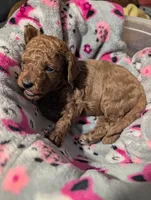 Jessie 💛, a female Poodle - Miniature  for sale in Meta, MO – 4 of 10