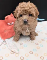 Betty 🩵, a female Poodle - Toy  for sale in Meta, MO – 8 of 10
