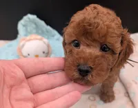 Barney 🤎, a male Poodle - Toy  for sale in Meta, MO – 7 of 10
