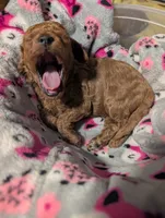Jessie 💛, a female Poodle - Miniature  for sale in Meta, MO – 6 of 10