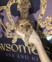 Pebbles 💚, a female Poodle - Toy  for sale in Meta, MO – 5 of 10
