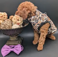 Grape 🍇, a female Poodle - Toy  for sale in Meta, MO – 5 of 10