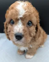 Nathan 🩶, a male Cavapoo for sale in Meta, MO – 5 of 10