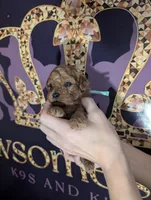 Green 🍏, a male Poodle - Toy  for sale in Meta, MO – 4 of 10