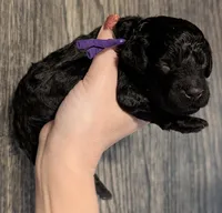 Sarabi 💜, a female Poodle - Miniature  for sale in Meta, MO – 9 of 10