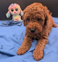 Caleb 🩵, a male Poodle - Miniature  for sale in Meta, MO – 3 of 10