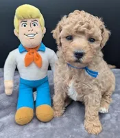 Fred 🩵, a male Poodle - Toy  for sale in Meta, MO – Photo 2 of 10