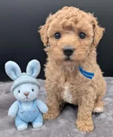 Fred 🩵, a male Poodle - Toy  for sale in Meta, MO – Photo 6 of 10