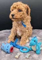 Fred 🩵, a male Poodle - Toy  for sale in Meta, MO – Photo 9 of 10