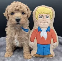 Fred 🩵, a male Poodle - Toy  for sale in Meta, MO – Photo 10 of 10