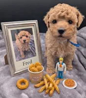 Fred 🩵, a male Poodle - Toy  for sale in Meta, MO – Photo 4 of 10