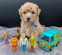 Fred 🩵, a male Poodle - Toy  for sale in Meta, MO – Photo 1 of 10