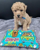 Fred 🩵, a male Poodle - Toy  for sale in Meta, MO – Photo 8 of 10