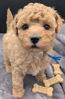 Fred 🩵, a male Poodle - Toy  for sale in Meta, MO – Photo 7 of 10