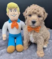 Fred 🩵, a male Poodle - Toy  for sale in Meta, MO – Photo 3 of 10