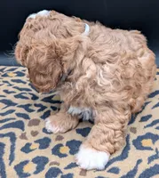 Nathan 🩶, a male Cavapoo for sale in Meta, MO – 6 of 10