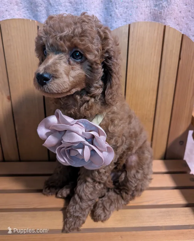 Bo Peep 🩷 – Poodle - Miniature  puppy for sale in Meta, MO