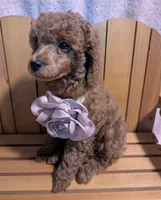 Bo Peep 🩷, a female Poodle - Miniature  for sale in Meta, MO – 1 of 10