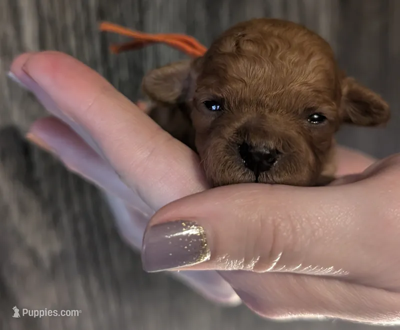 Maple 🧡 – Poodle - Toy  puppy for sale in Meta, MO