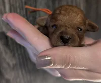 Maple 🧡, a female Poodle - Toy  for sale in Meta, MO – 1 of 10