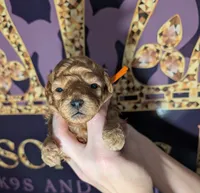 Bamm Bamm 🧡, a male Poodle - Toy  for sale in Meta, MO – 7 of 10