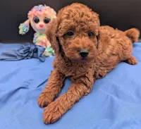 Caleb 🩵, a male Poodle - Miniature  for sale in Meta, MO – 6 of 10
