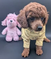 Jessie 💛, a female Poodle - Miniature  for sale in Meta, MO – 4 of 10