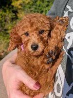 Grape 🍇, a female Poodle - Toy  for sale in Meta, MO – 5 of 10