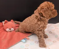 Pixie 🩷, a female Poodle - Toy  for sale in Meta, MO – 10 of 10