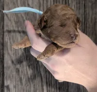 Betty 🩵, a female Poodle - Toy  for sale in Meta, MO – 3 of 10