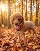 Winston Retired Stud, a male Poodle - Miniature  for sale in Meta, MO – 4 of 10