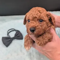 Snoopy 🖤, a male Poodle - Toy  for sale in Meta, MO – 8 of 10