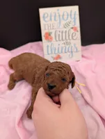 Jessie 💛, a female Poodle - Miniature  for sale in Meta, MO – 9 of 10