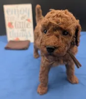 All Spice 🤎, a male Poodle - Toy  for sale in Meta, MO – 3 of 10