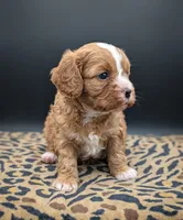 Jaxin 🩵, a male Cavapoo for sale in Meta, MO – 7 of 10