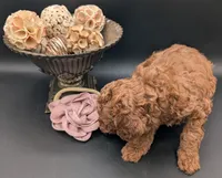 Bo Peep 🩷, a female Poodle - Miniature  for sale in Meta, MO – 10 of 10