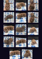 Abel 🤎, a male Poodle - Miniature  for sale in Meta, MO – Photo 4 of 4