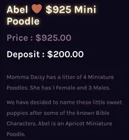 Abel 🤎, a male Poodle - Miniature  for sale in Meta, MO – Photo 2 of 4