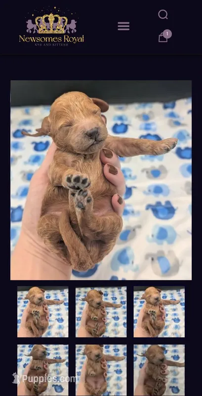 Abel 🤎 – Poodle - Miniature  puppy for sale in Meta, MO