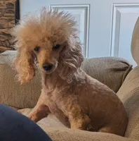 Scarlet Retired , a female Poodle - Miniature  for sale in Meta, MO – 3 of 10