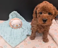 Barney 🤎, a male Poodle - Toy  for sale in Meta, MO – 5 of 10