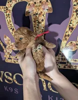 Raspberry 🩷, a female Poodle - Toy  for sale in Meta, MO – 4 of 10