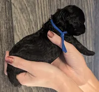 Mufasa 💙, a male Poodle - Miniature  for sale in Meta, MO – 10 of 10