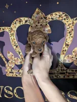 Grape 🍇, a female Poodle - Toy  for sale in Meta, MO – 9 of 10