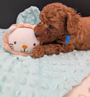 Blueberry 🫐, a male Poodle - Toy  for sale in Meta, MO – 10 of 10
