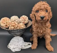 Buzz 🤍, a male Poodle - Miniature  for sale in Meta, MO – 8 of 10
