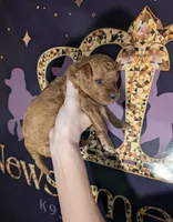 Grape 🍇, a female Poodle - Toy  for sale in Meta, MO – 7 of 10