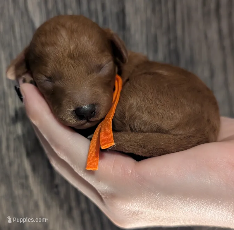 Pumpkin 🧡 – Poodle - Toy  puppy for sale in Meta, MO