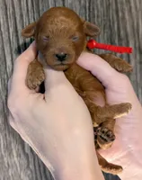 Autumn ♥️, a female Poodle - Toy  for sale in Meta, MO – 6 of 10